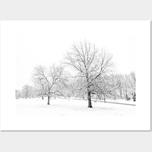 2 Trees in the snow Posters and Art